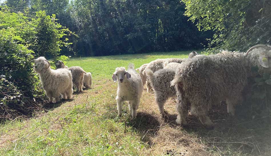 mohair du mellois